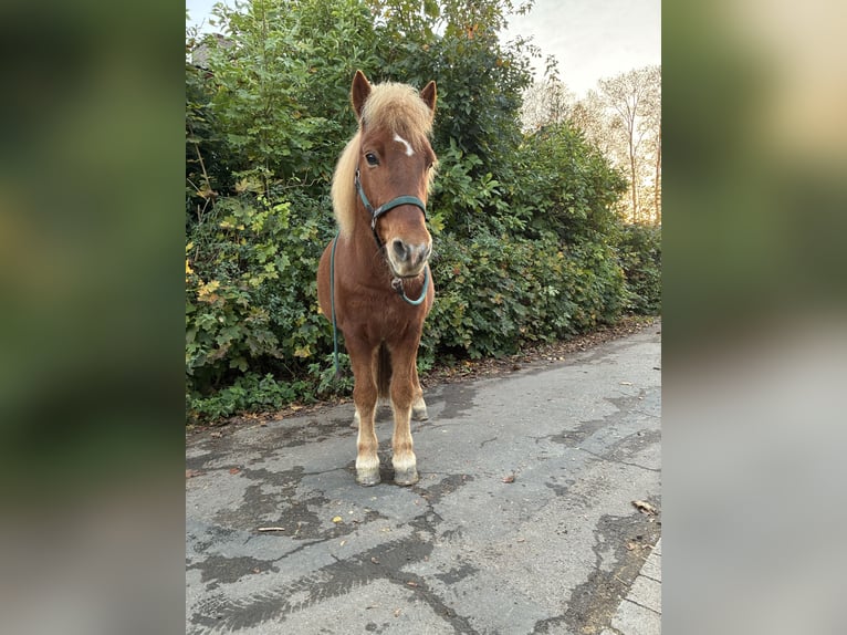 IJslander Ruin 14 Jaar 143 cm Vos in Einbeck