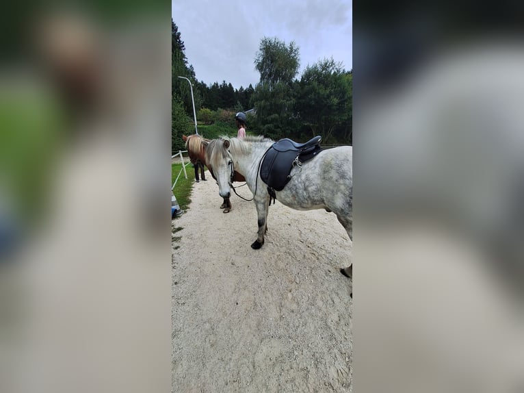 IJslander Ruin 14 Jaar 145 cm Appelschimmel in Schöfweg