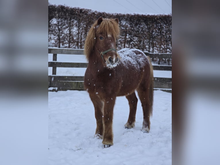 IJslander Ruin 15 Jaar 135 cm Vos in Siegen