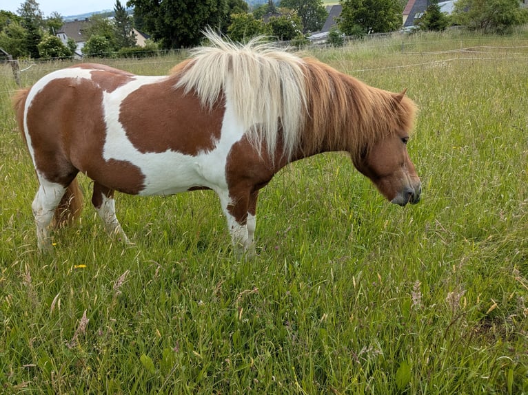 IJslander Ruin 15 Jaar 136 cm Gevlekt-paard in Pockau-Lengefeld
