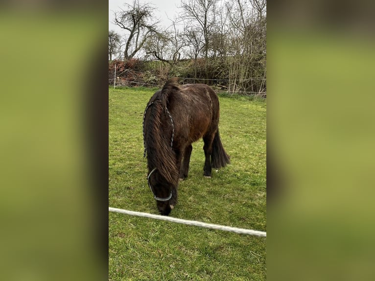 IJslander Ruin 15 Jaar 137 cm Zwart in Zaberfeld