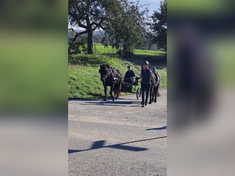 IJslander Ruin 15 Jaar 137 cm Zwart in Zaberfeld