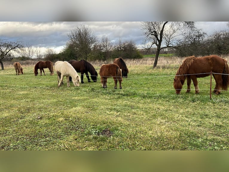 IJslander Ruin 15 Jaar 140 cm Falbe in Dettenheim