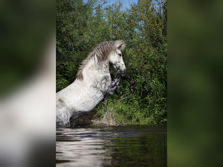 IJslander Ruin 15 Jaar 144 cm Appelschimmel in Wardenburg
