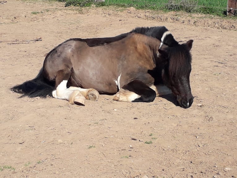 IJslander Mix Ruin 16 Jaar 126 cm Gevlekt-paard in Fürth