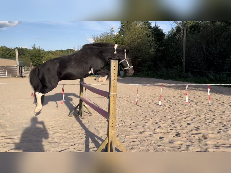 IJslander Mix Ruin 16 Jaar 126 cm Gevlekt-paard in Fürth