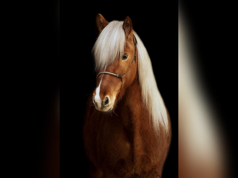 IJslander Ruin 16 Jaar 140 cm Vos in Euskirchen