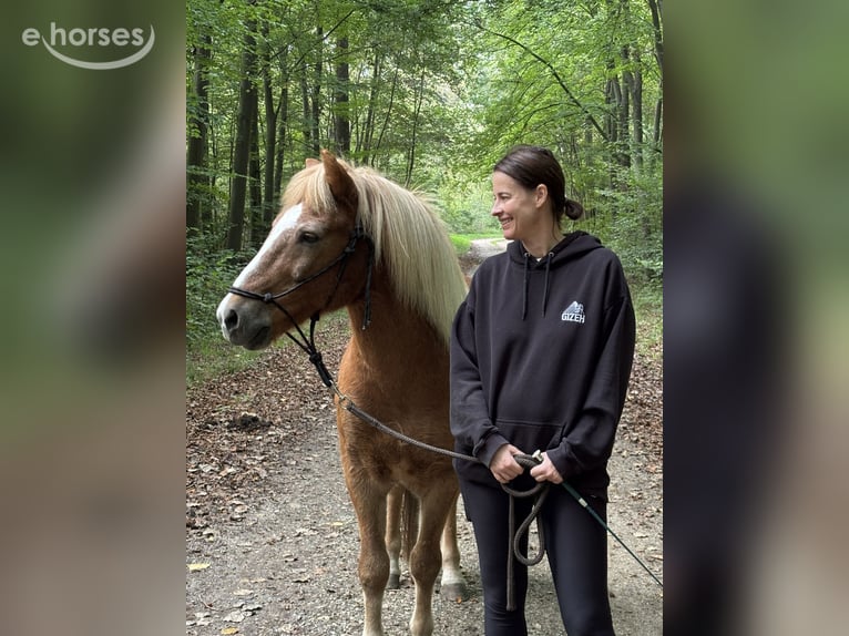 IJslander Ruin 16 Jaar 140 cm Vos in Bergheim
