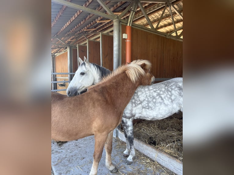 IJslander Ruin 16 Jaar 140 cm Vos in Bergheim
