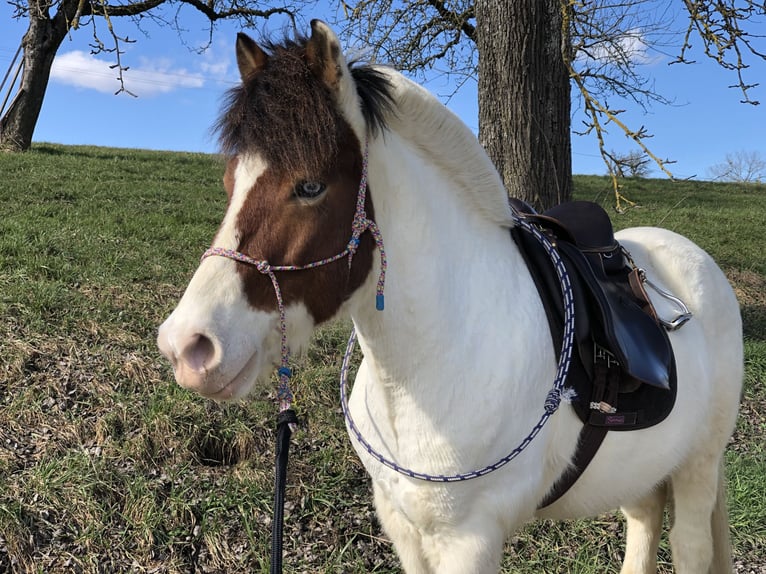 IJslander Ruin 16 Jaar 143 cm Gevlekt-paard in Stockach