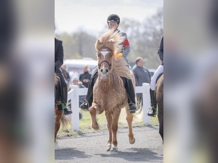 IJslander Ruin 16 Jaar 148 cm Falbe in Hohenfelde bei Kiel