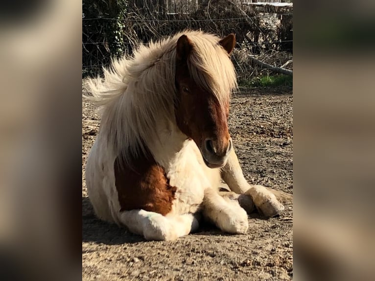 IJslander Ruin 16 Jaar Gevlekt-paard in Wei&#xDF;enkirchen an der Perschling