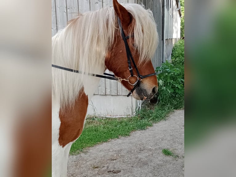 IJslander Ruin 16 Jaar Gevlekt-paard in Wei&#xDF;enkirchen an der Perschling