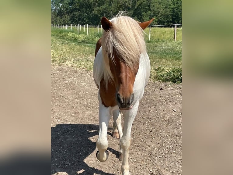 IJslander Ruin 16 Jaar Gevlekt-paard in Wei&#xDF;enkirchen an der Perschling