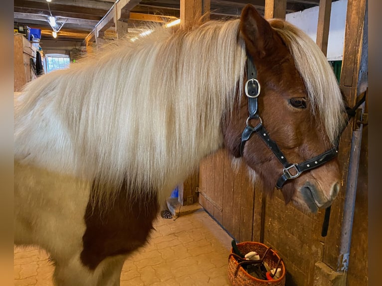 IJslander Ruin 16 Jaar Gevlekt-paard in Wei&#xDF;enkirchen an der Perschling