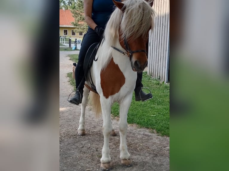 IJslander Ruin 16 Jaar Gevlekt-paard in Wei&#xDF;enkirchen an der Perschling