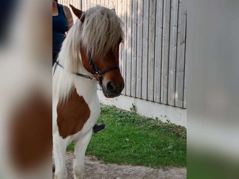 IJslander Ruin 16 Jaar Gevlekt-paard in Wei&#xDF;enkirchen an der Perschling