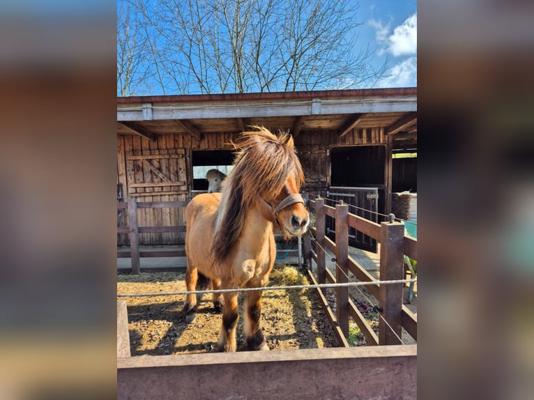 IJslander Ruin 17 Jaar 133 cm Falbe in Völklingen