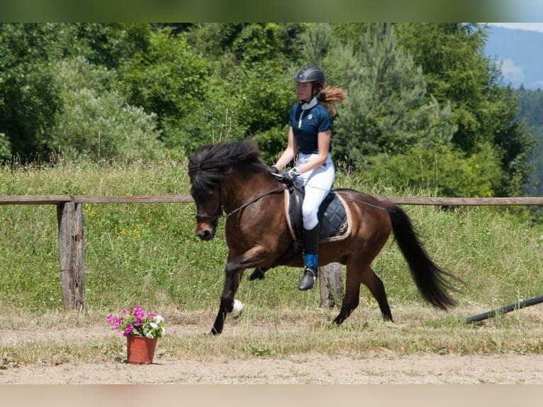 IJslander Ruin 17 Jaar 135 cm Bruin in Mauerbach
