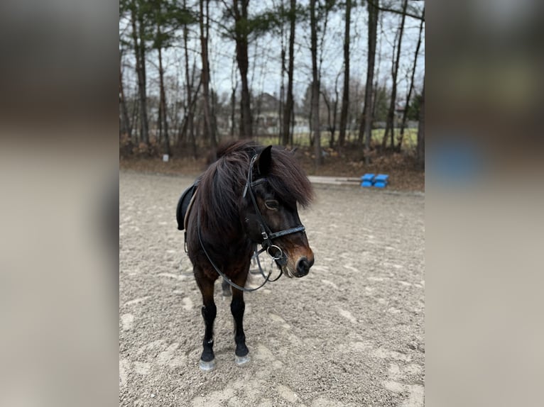IJslander Ruin 17 Jaar 135 cm Bruin in Mauerbach