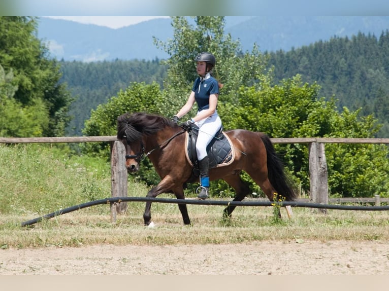 IJslander Ruin 17 Jaar 135 cm Bruin in Mauerbach