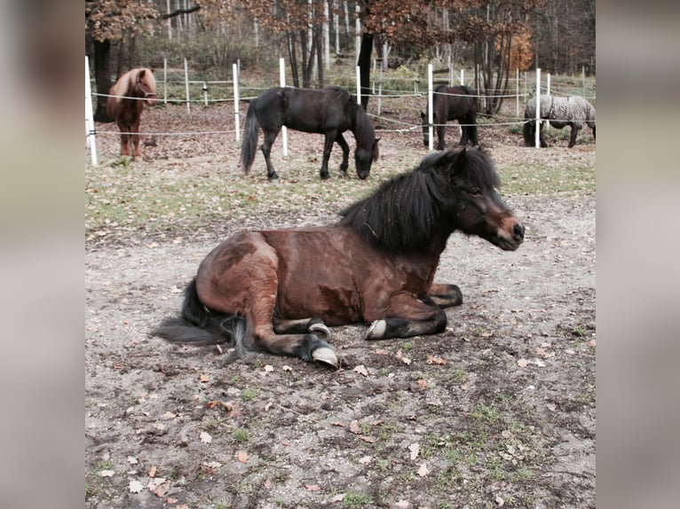 IJslander Ruin 17 Jaar 135 cm Bruin in Mauerbach