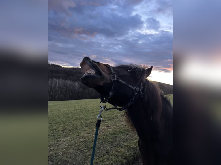 IJslander Ruin 17 Jaar 135 cm Bruin in Mauerbach