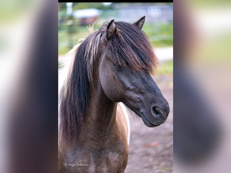 IJslander Ruin 17 Jaar 136 cm Gevlekt-paard in Ergersheim