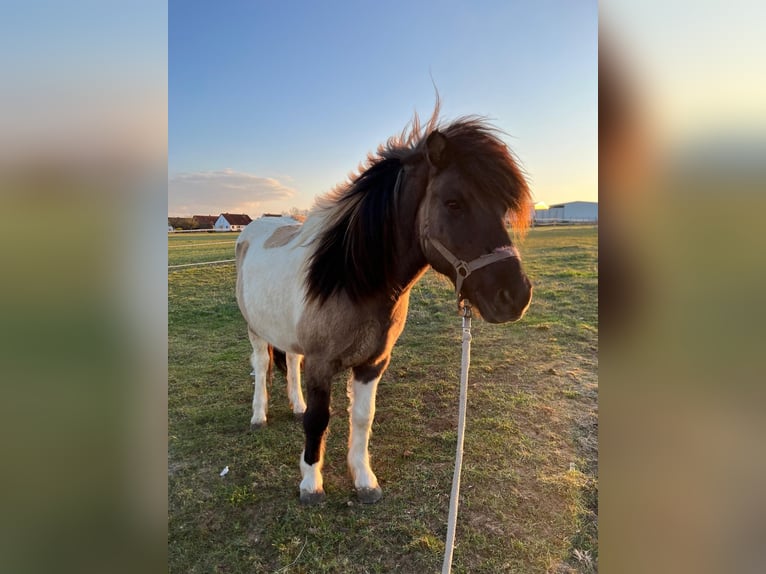IJslander Ruin 17 Jaar 136 cm Gevlekt-paard in Ergersheim