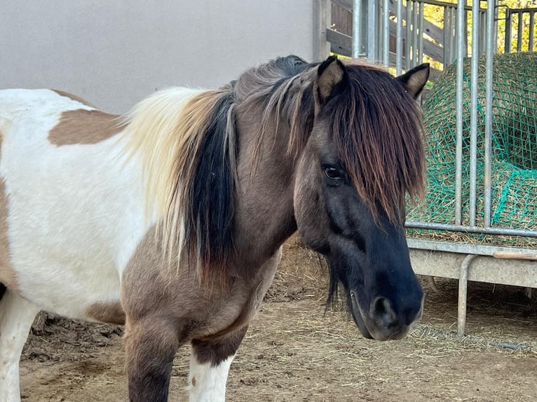 IJslander Ruin 17 Jaar 136 cm Gevlekt-paard in Ergersheim