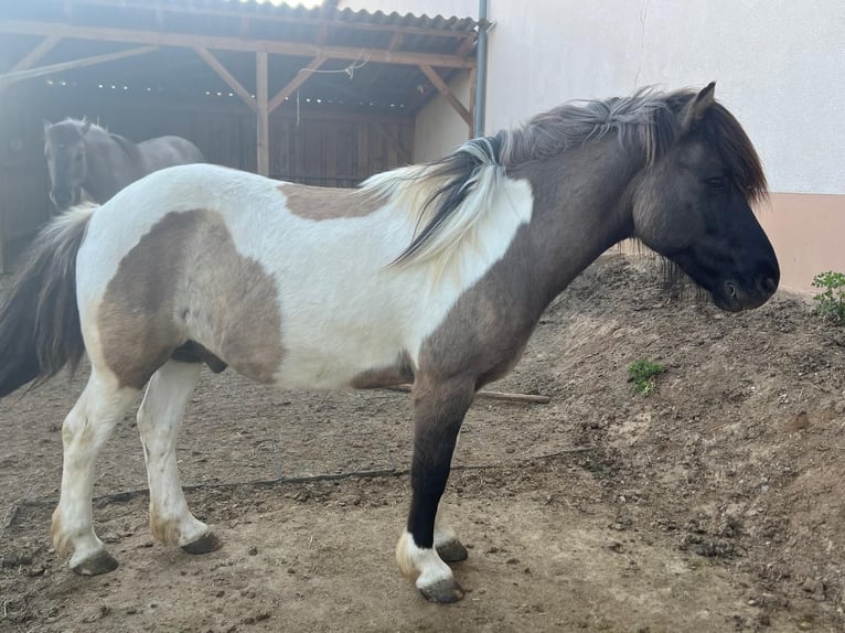 IJslander Ruin 17 Jaar 136 cm Gevlekt-paard in Ergersheim