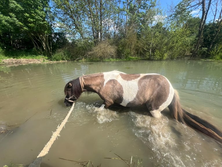 IJslander Ruin 17 Jaar 136 cm Gevlekt-paard in Ergersheim