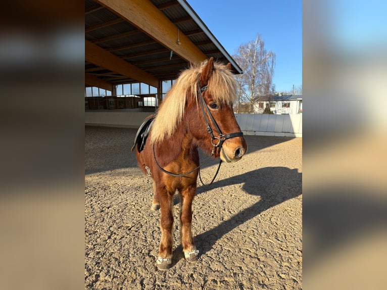 IJslander Ruin 17 Jaar 138 cm Donkere-vos in Steinau an der Stra&#xDF;e