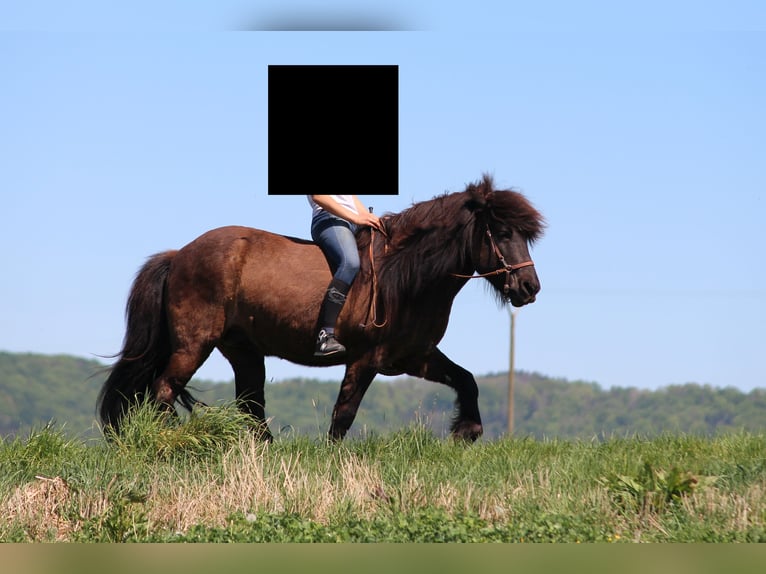 IJslander Ruin 17 Jaar 144 cm Zwart in Althütte