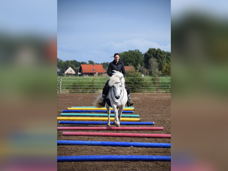 IJslander Ruin 17 Jaar 145 cm Schimmel in Gifhorn