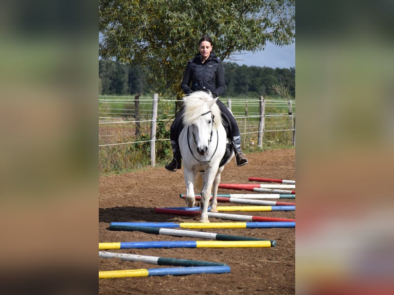 IJslander Ruin 17 Jaar 145 cm Schimmel in Gifhorn