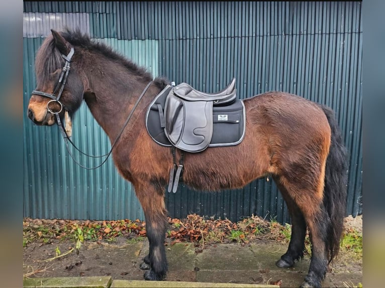 IJslander Ruin 17 Jaar 149 cm Bruin in Kisdorf