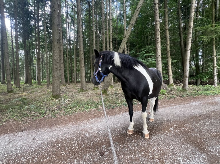 IJslander Mix Ruin 18 Jaar 127 cm Gevlekt-paard in Gräfenberg