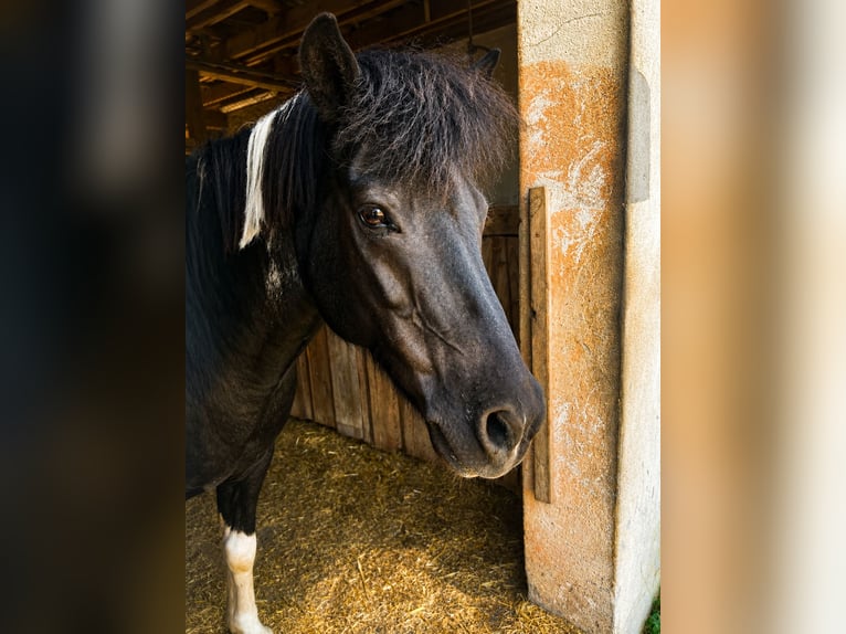 IJslander Mix Ruin 18 Jaar 127 cm Gevlekt-paard in Gräfenberg