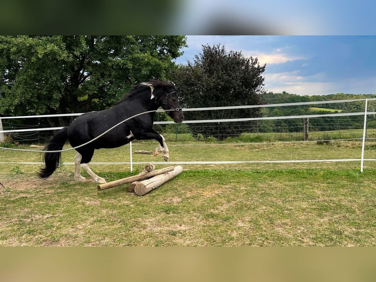 IJslander Mix Ruin 18 Jaar 127 cm Gevlekt-paard in Gräfenberg