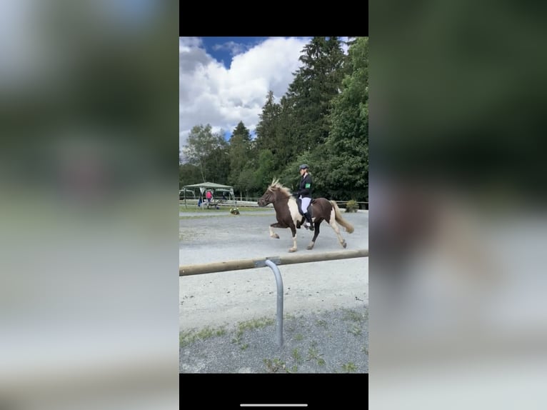 IJslander Ruin 18 Jaar 135 cm Gevlekt-paard in Siegen