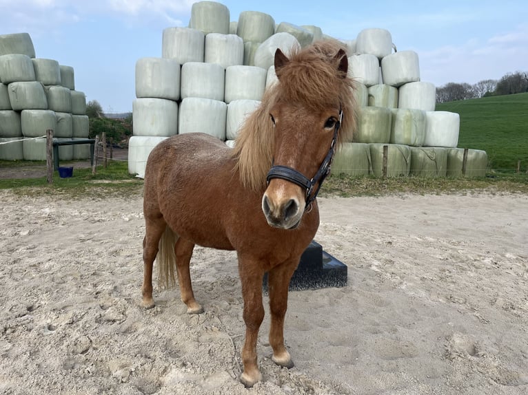 IJslander Ruin 18 Jaar 145 cm Vos in Fourons