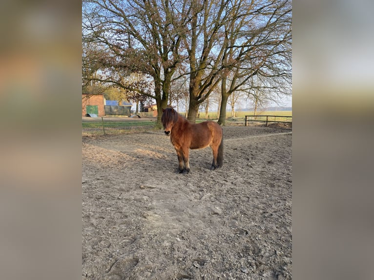 IJslander Ruin 18 Jaar Bruin in Grasberg
