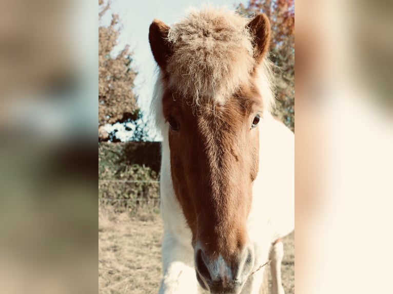 IJslander Ruin 18 Jaar Gevlekt-paard in Neuenkirchen Melle