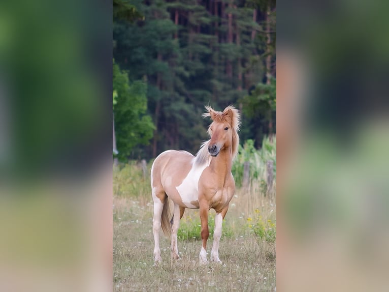IJslander Ruin 19 Jaar 131 cm  in Spalt