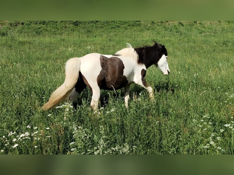 IJslander Ruin 19 Jaar 140 cm Gevlekt-paard in Deutschfeistritz