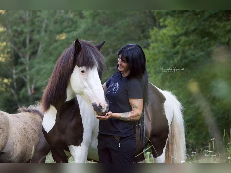 IJslander Ruin 19 Jaar 140 cm Gevlekt-paard in Deutschfeistritz