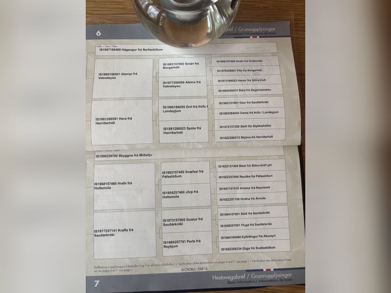 IJslander Ruin 19 Jaar 148 cm Zwart in Altenberge