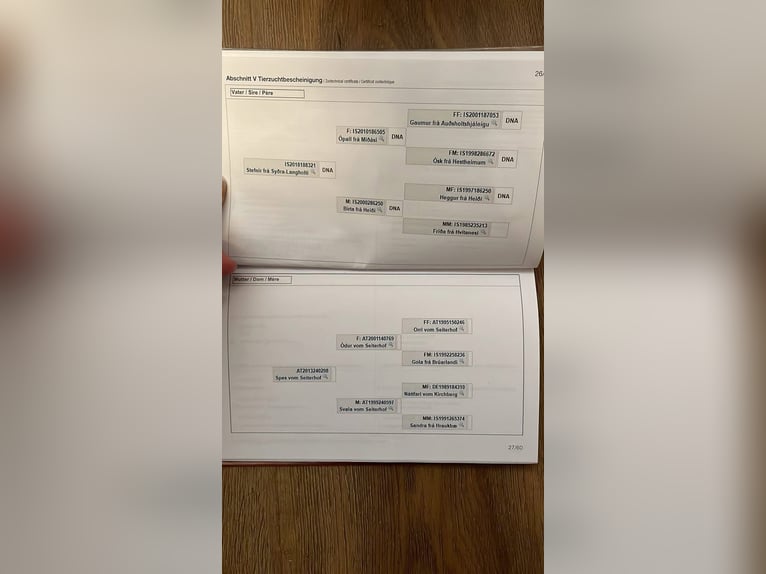 IJslander Ruin 1 Jaar Bruin in Greifenburg