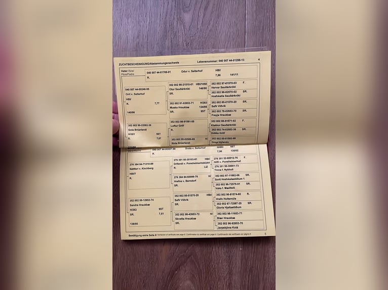 IJslander Ruin 1 Jaar Bruin in Greifenburg